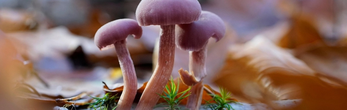 Fungi