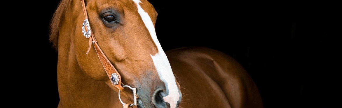 Foundations for Excellence in Equestrian Coaching (FEEC)