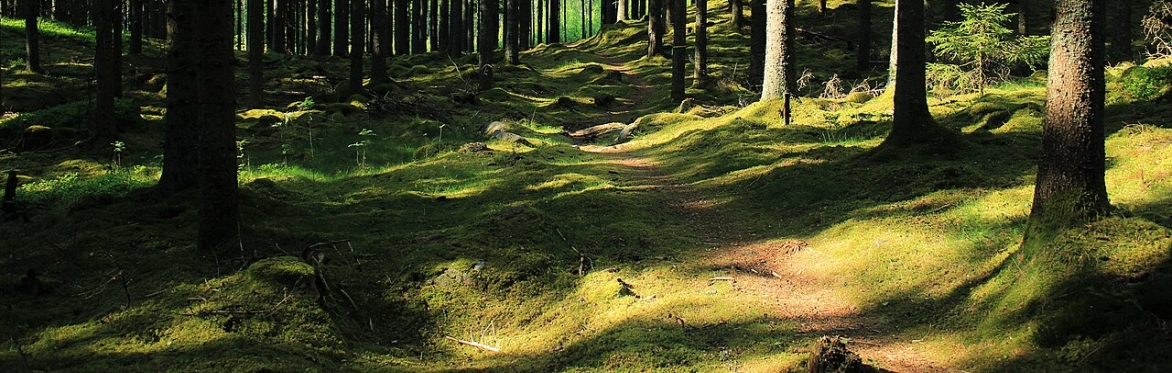 Festival Fortnight Special: Wild Trails Running Group
