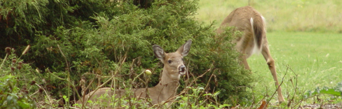 Effective Solutions for Dealing with Deer, A Lecture by Brad Roeller