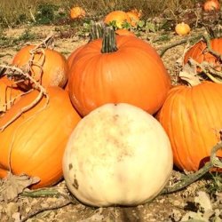 Country Pumpkins PYO
