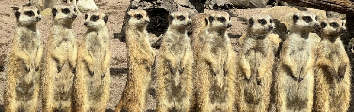 Meerkat Encounter