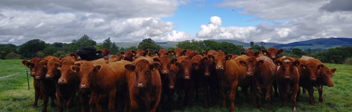 Scottish Highland Cows