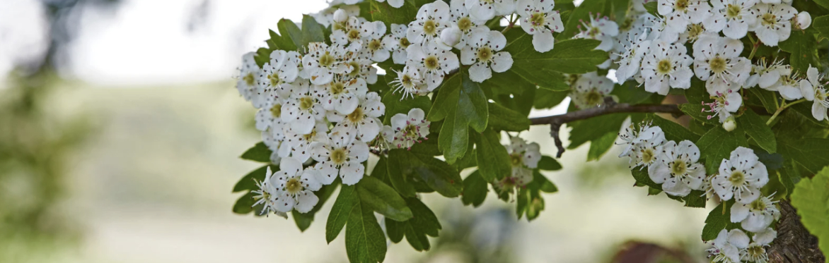 Hedgerow surveying and management practicalities with Megan Gimber