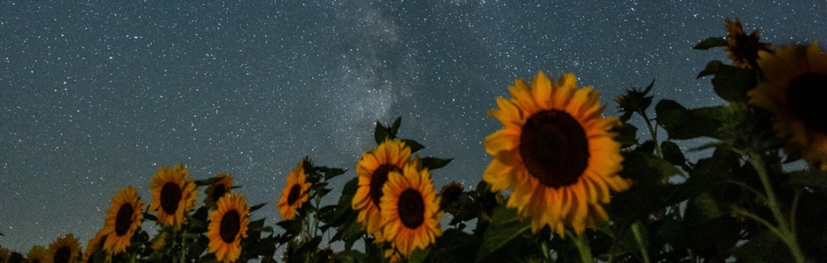 Sunflower Splendour Photography Workshop