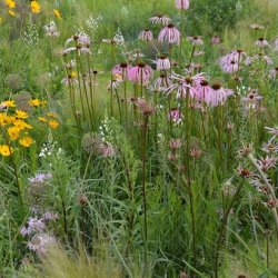 Naturalistic Planting Design Course - Early Bird - non-UK students