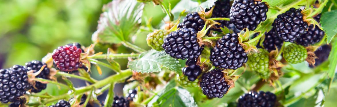 BlackBerry Picking at the Farm On Central