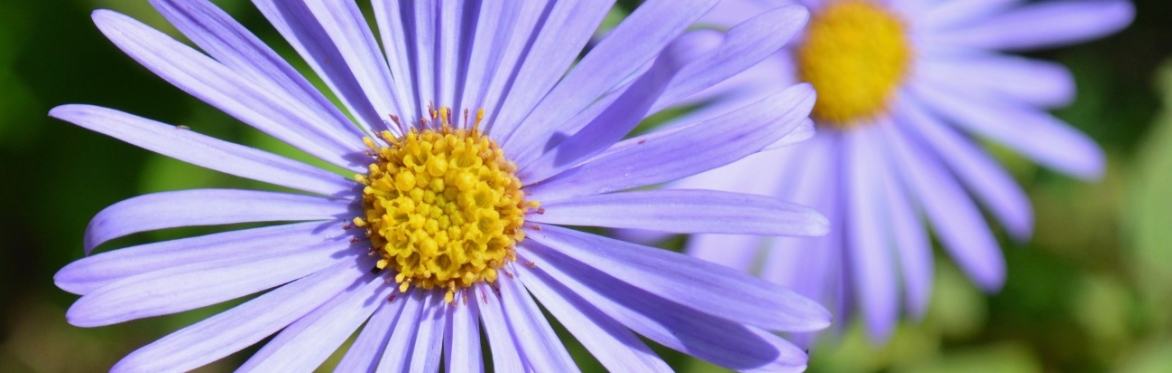 Seeds for a Decolonial Botany
