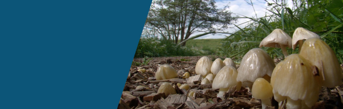 Landschaplezing: Paddenstoelen: Het 5e Koninkrijk