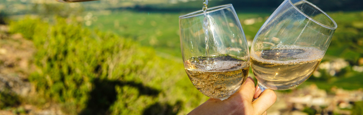 Wine Night August: Riding out the Dog Days