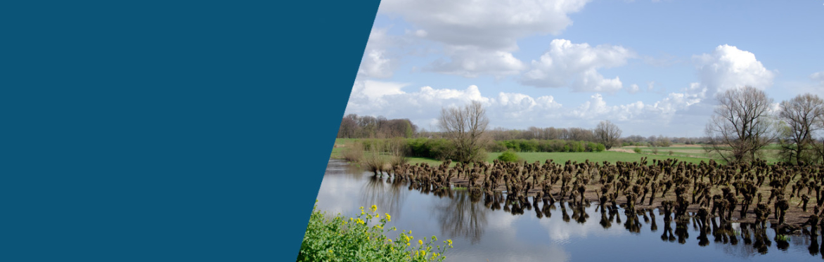 Landschaplezing: Griendhout: een levend landschap vol mogelijkheden