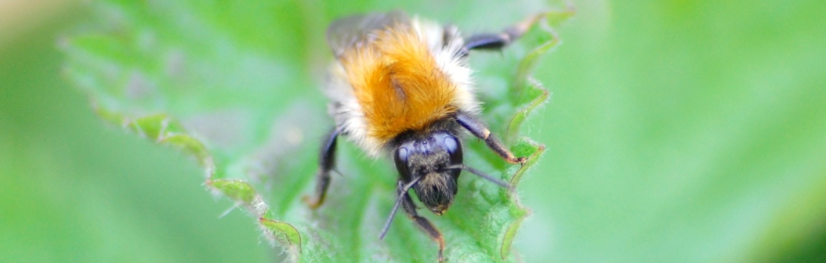 A Common Carder bumblebee on a nettle leaf
