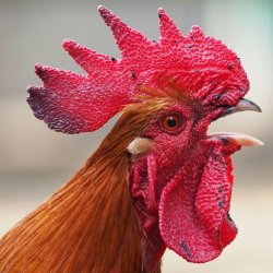 6AM ROOSTER CLUB