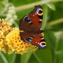 Introduction to surveying for butterflies