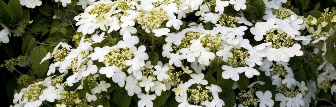 Learn 10...Shrubs with Dan Spada