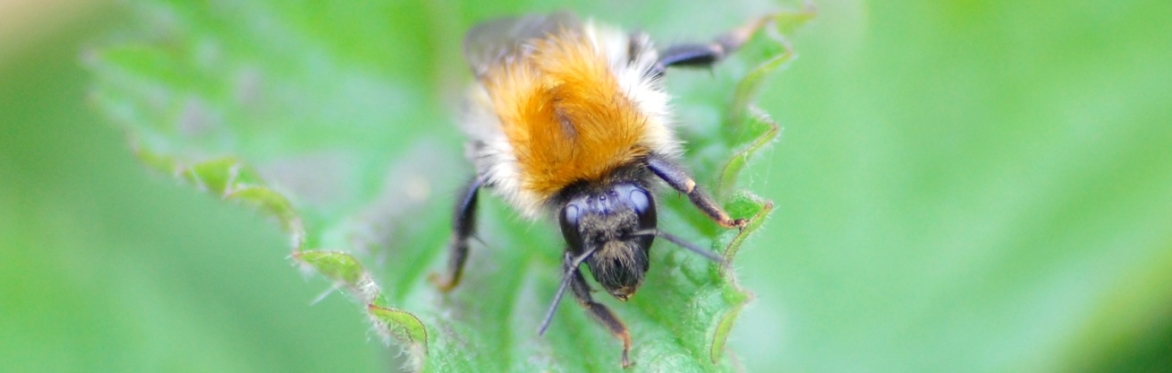 A Common Carder bumblebee on a nettle leaf