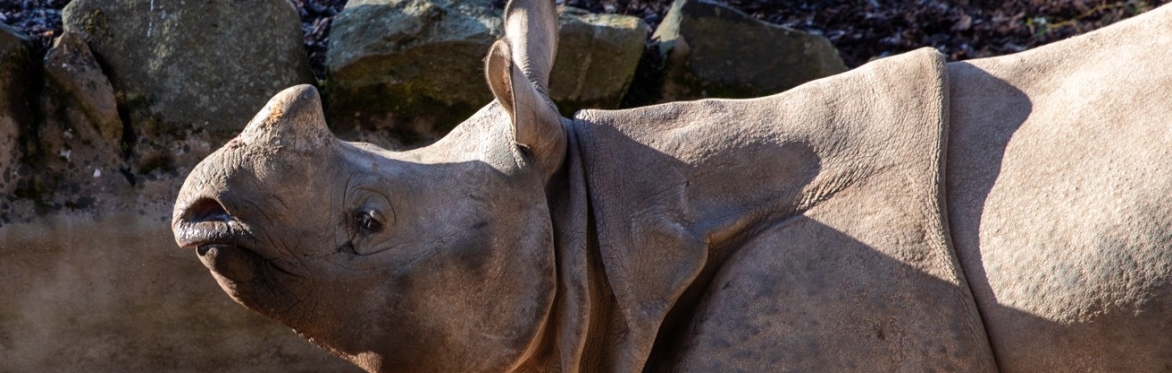 Tea and Talks: Giants of the Zoo 