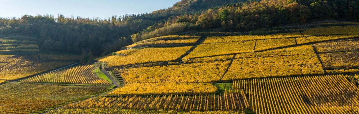 What the vineyards tell us: Alsace according to Dirler-Cadé