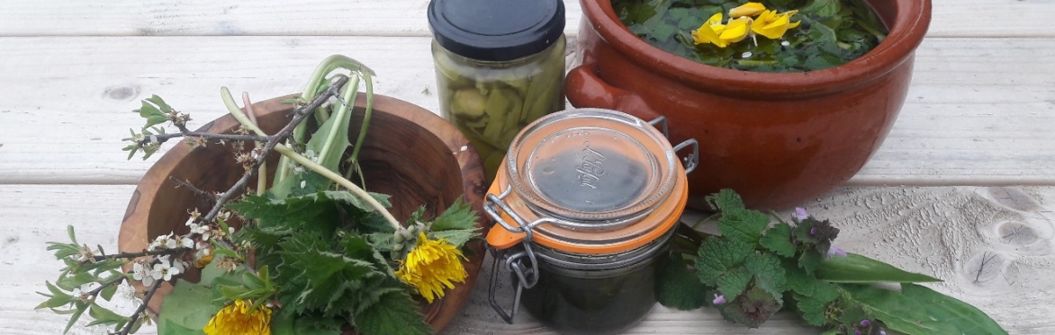 Wild Food Foraging Walk and Talk with Stories of Change- The Exhibition