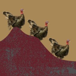 Stake Lake Turkey Stomp