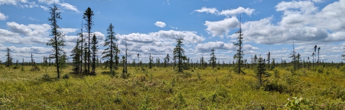 (Cancelled) Ecology of Grief - Mourning and Celebrating Changing Forests