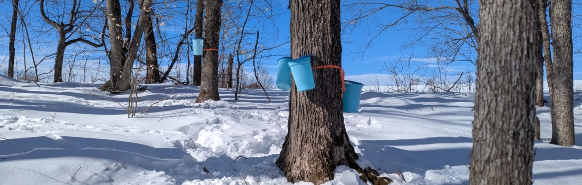 Organic Certification of Maple Syrup Webinar