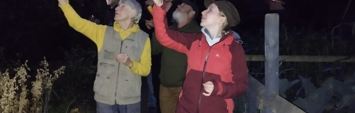 Bat Walk at Sonáirte, Laytown
