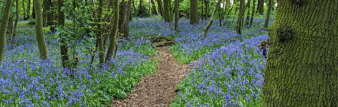 Parsonage Wood - Credit Chris Harvey
