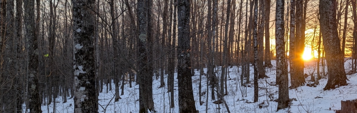 Tapping into Maples: Educational Sugarhouse and Sugarbush Tours at the MOFGA Fairgrounds