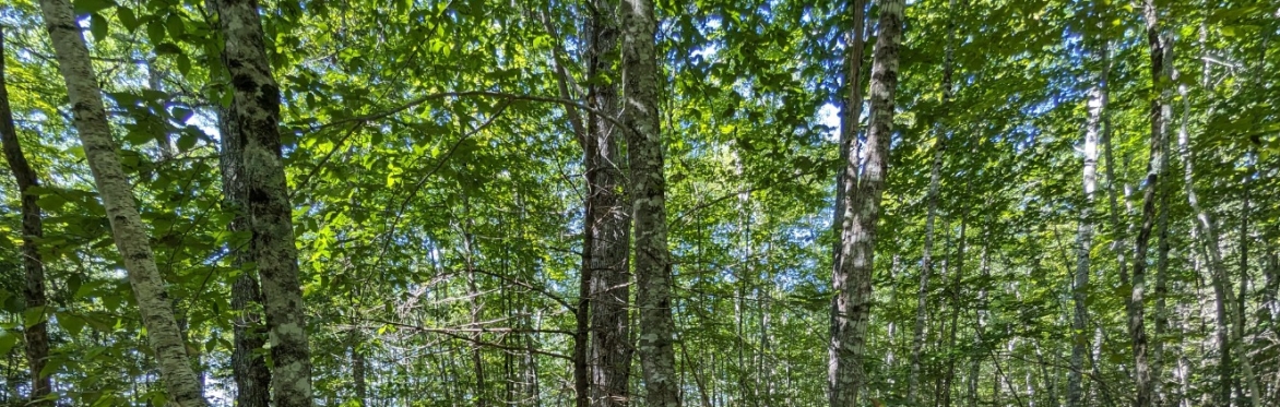 Forestry Financial Incentives and Assistance