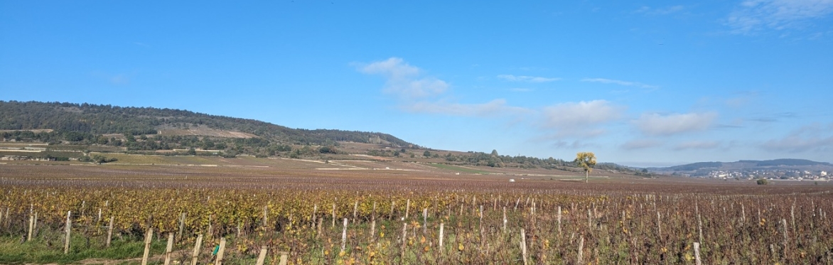 A Red & White Burgundy Tasting