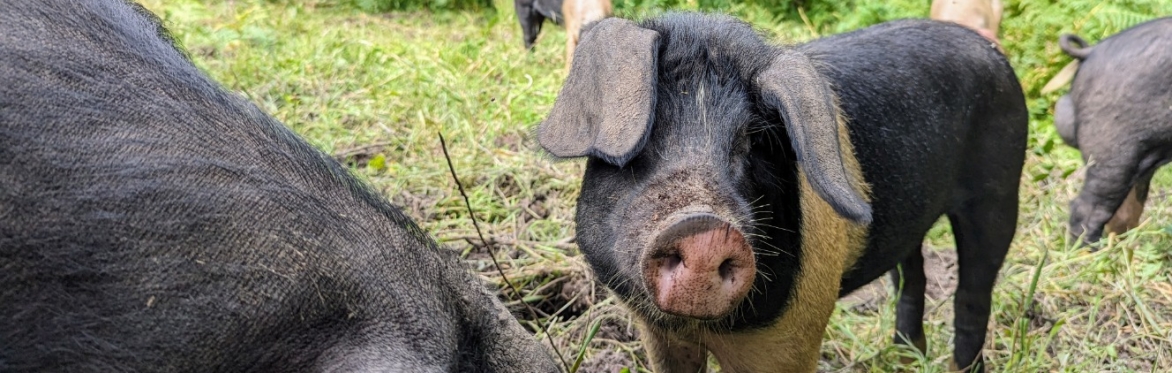 A Saddleback pig in woods