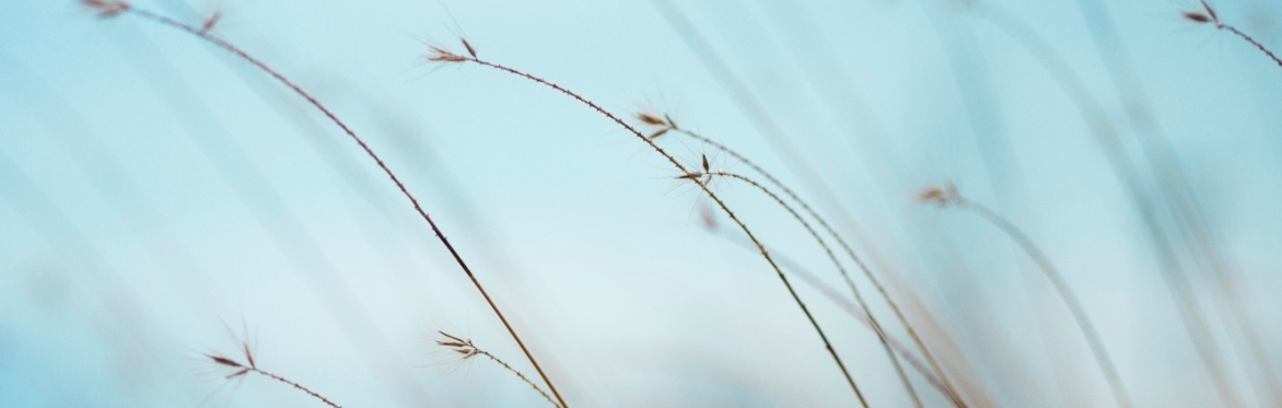 https://unsplash.com/photos/focus-photography-of-brown-plants-tQF8FCNYNrk?utm_source=unsplash&utm_medium=referral&utm_content=creditShareLink