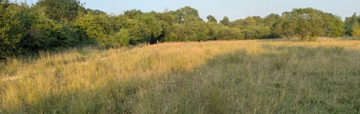 Scything at Prenton Dell Clay Pit