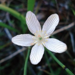 Guided Wildflower Walk at Petrel Point Nature Reserve