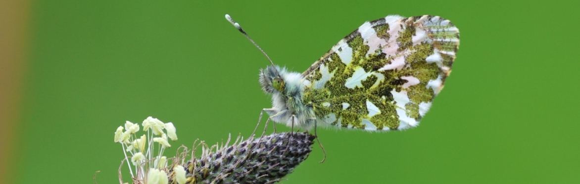 Summer Butterfly and Bird Walk