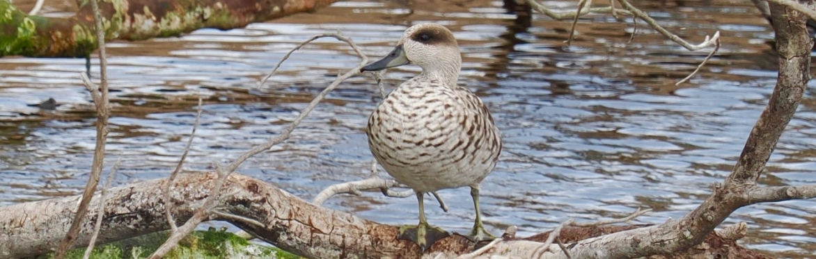 Marbled Teal