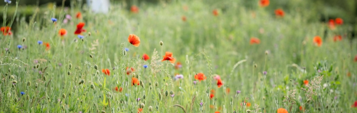 The Conscious Kitchen:  Foraged & Wild Plants