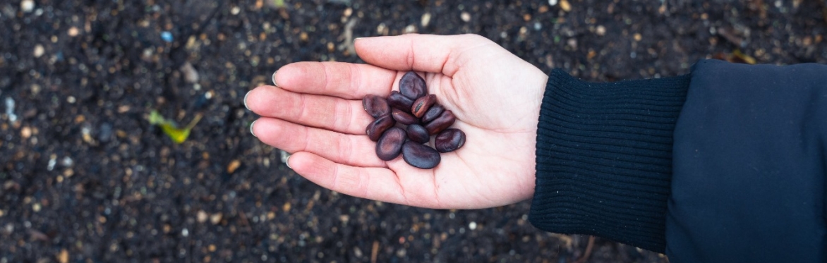 Spring Seed Swap: Seed Saving Network at OmVed Gardens