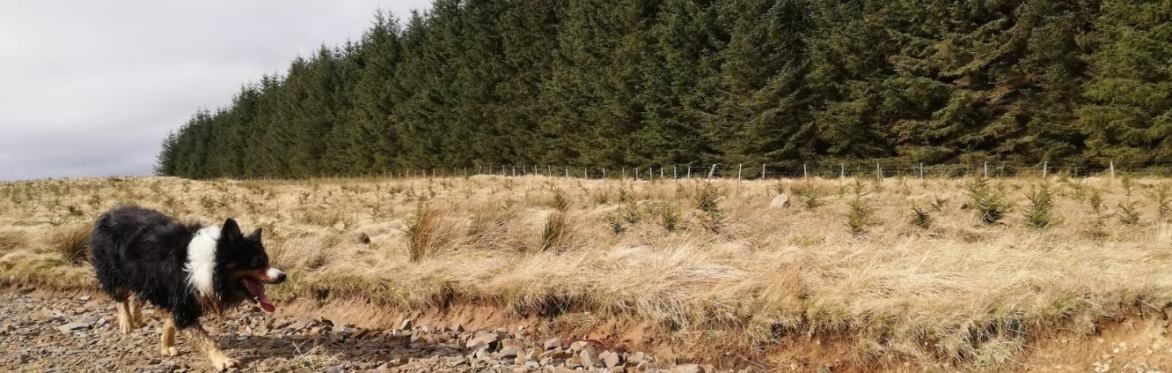 Your farm's future: Trees an option and opportunity? Why and how they can benefit your business