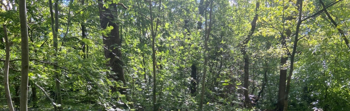 Woodland Toddlers - Ecclesall Woods (September)