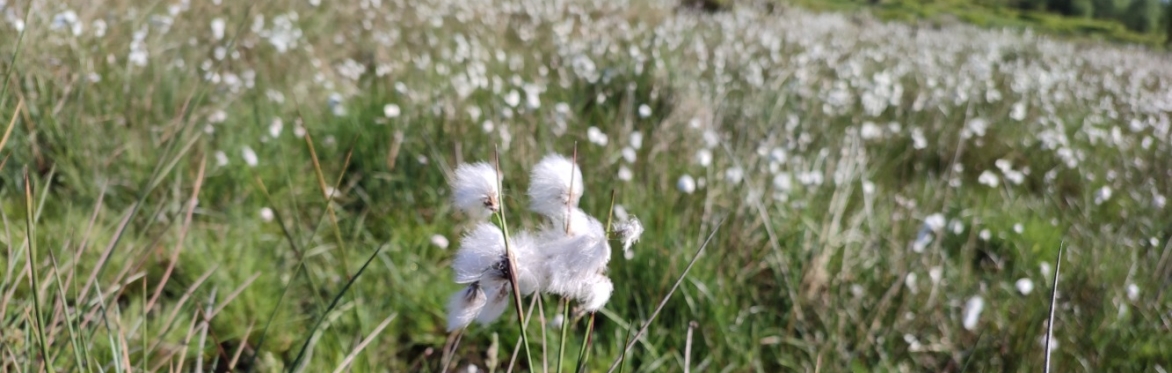Cotton grass on Blacka moor