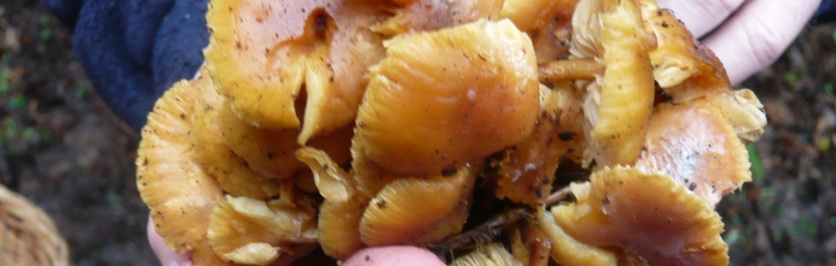 Foraging with Ed Drewitt