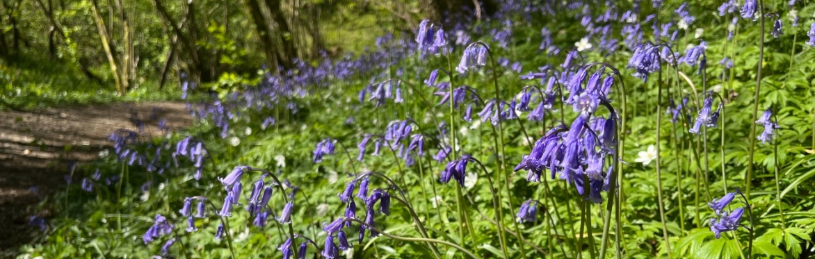 Botanical Skills NI: The First Signs of Spring