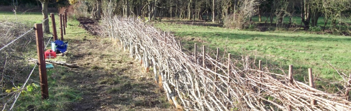 Hedgelaying at River Park