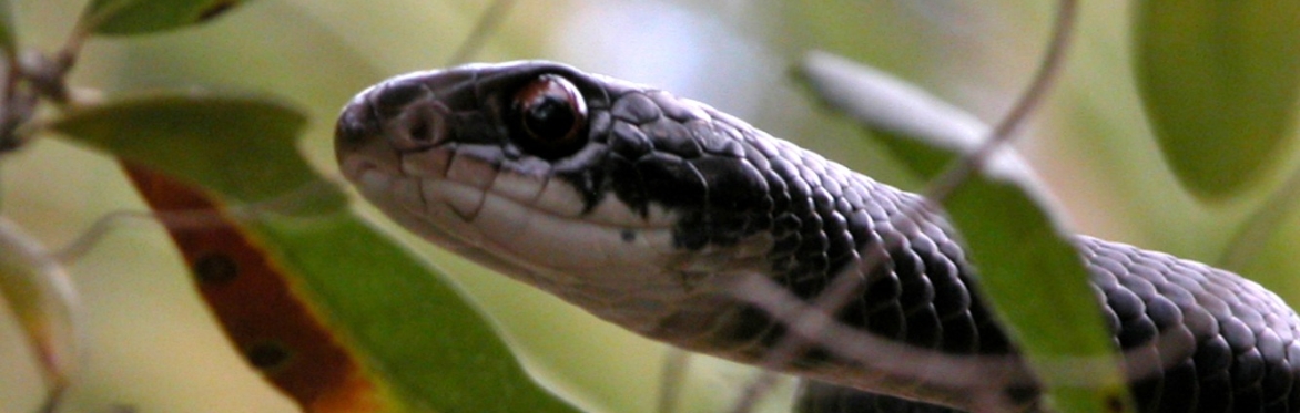 Why Snakes are Cool