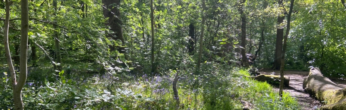 Woodland Toddlers - Ecclesall Woods (October)