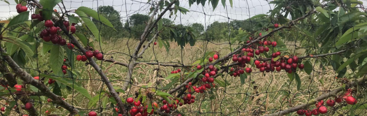 Agroforestry