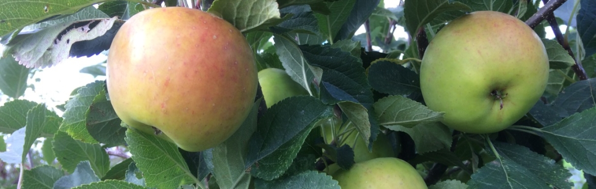 Learn how experienced fruit growers prune apple and pear trees in the summer. Suitable for home and allotment gardeners with fruit trees.