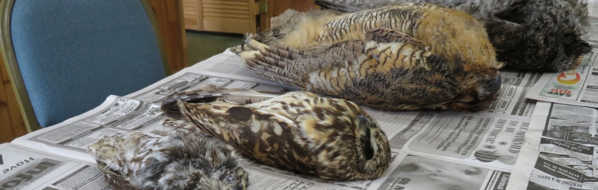 Comparative owl anatomy dissection class